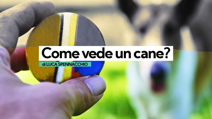 Immagine