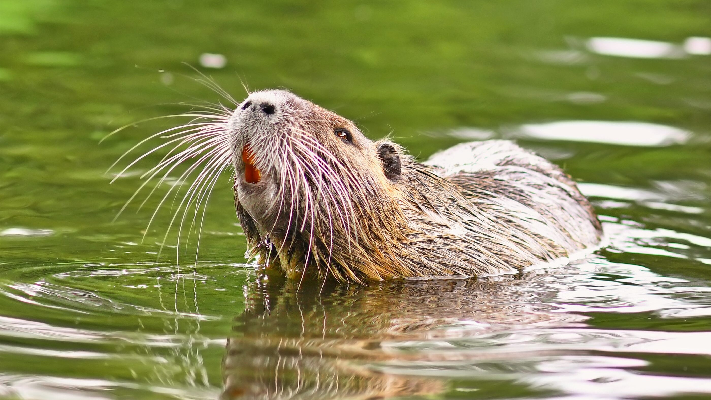 Nutria nuota