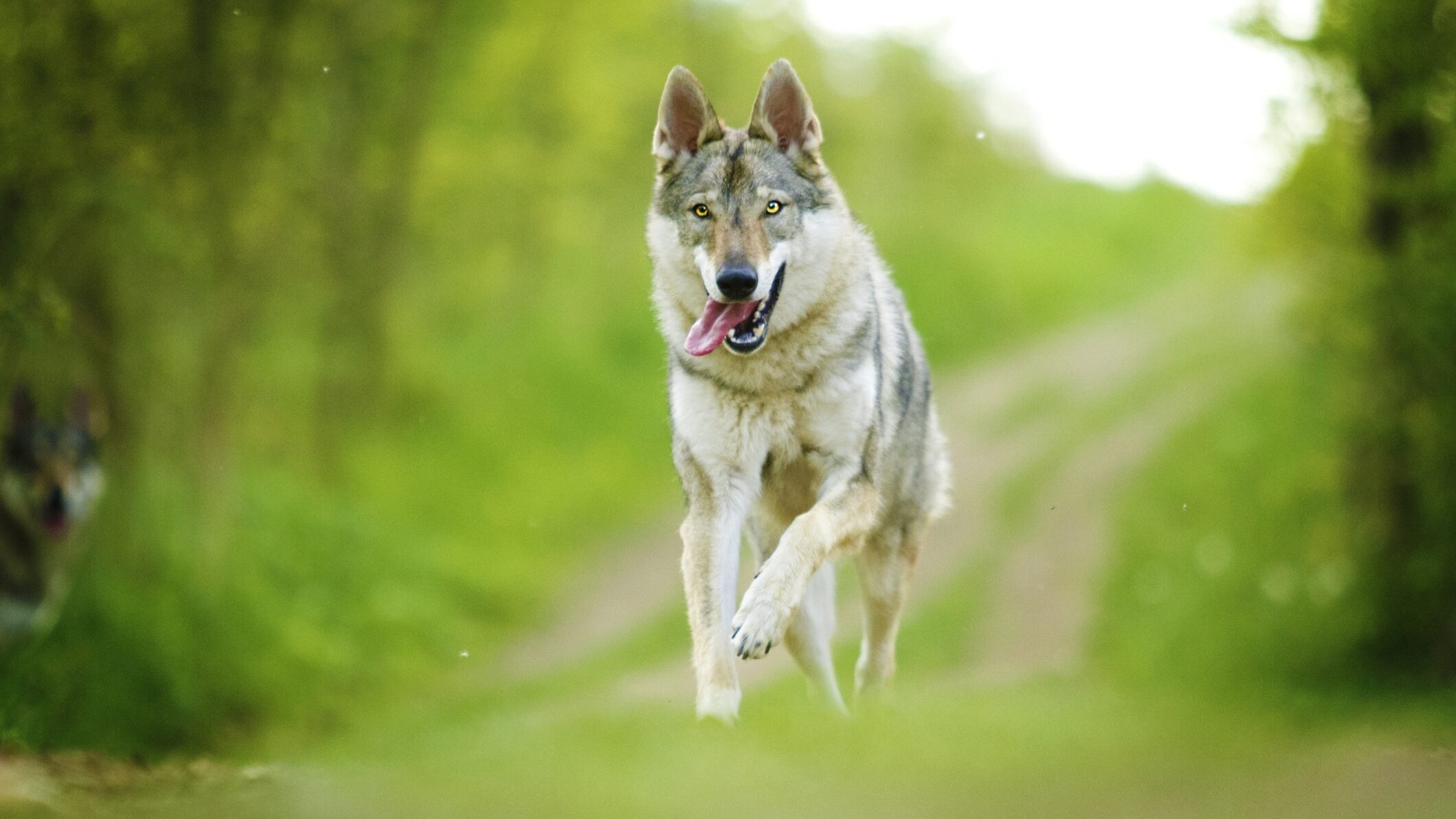 cane lupo cecoslovacco