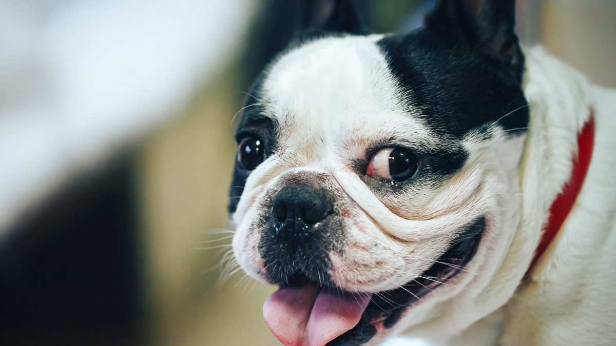 Bouledogue francese