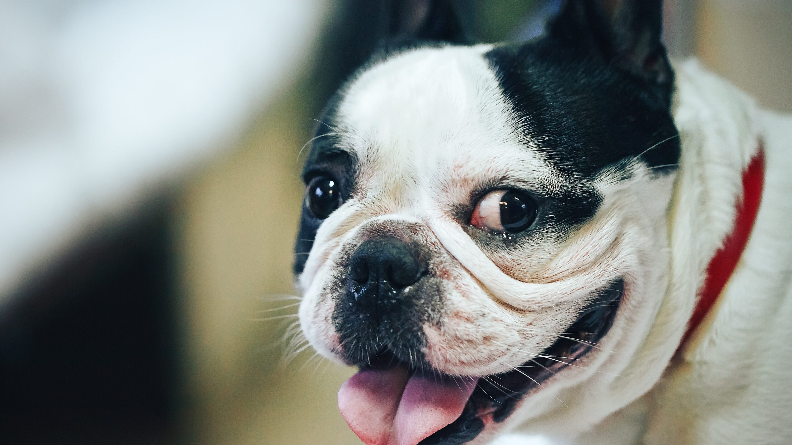Bouledogue francese