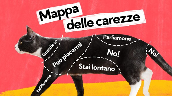 come e dove accarezzare gatto