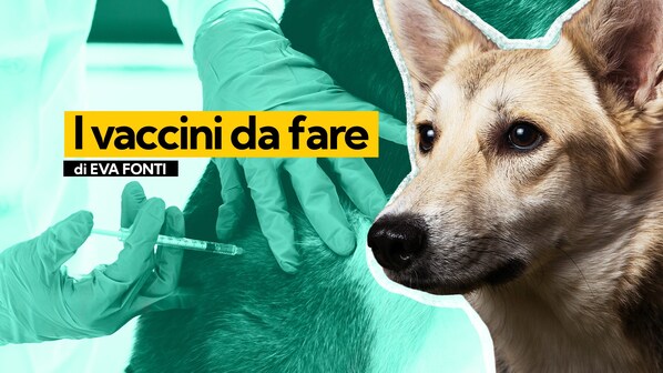Vaccini e cani
