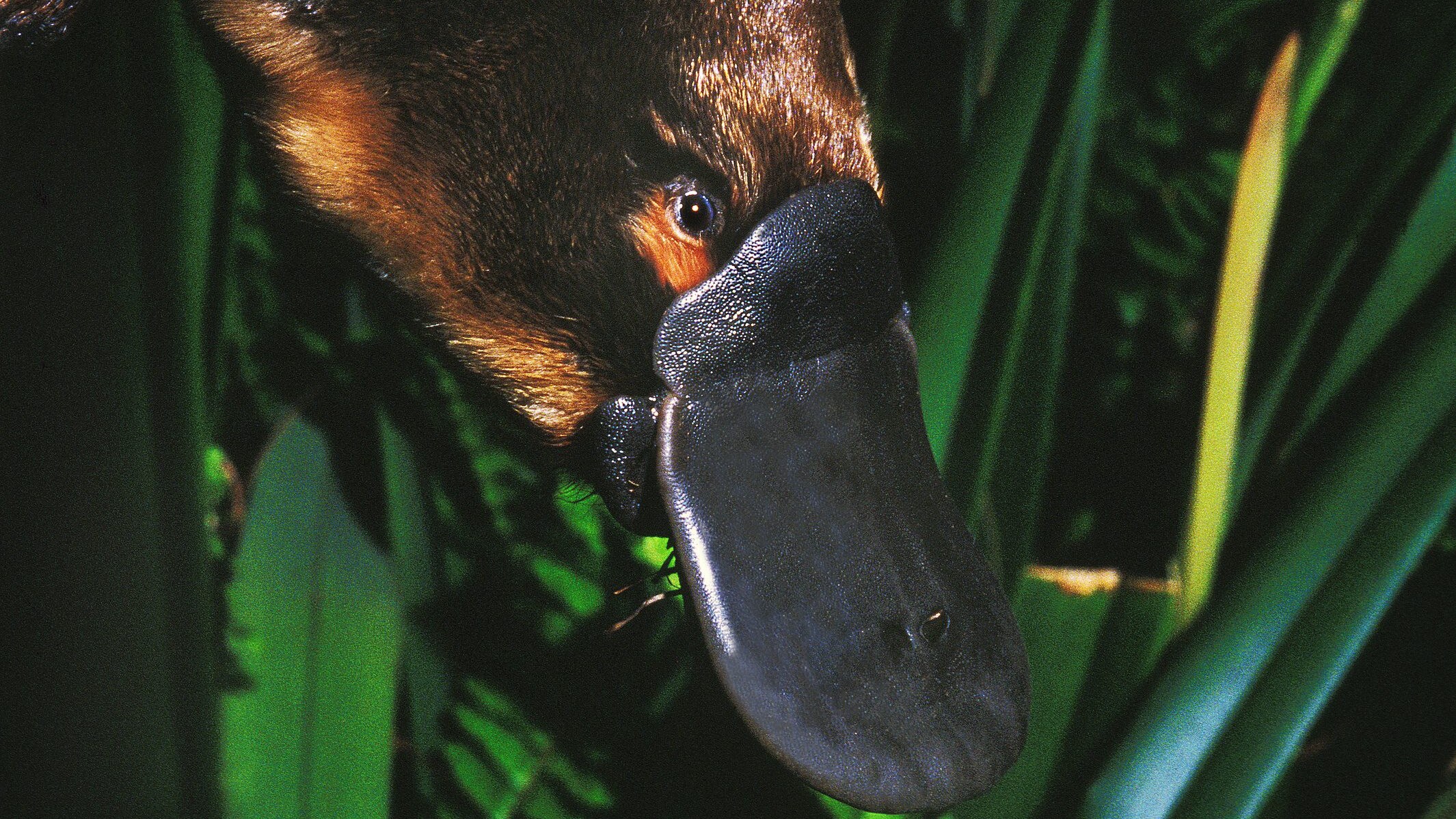 Ornithorhynchus anatinus