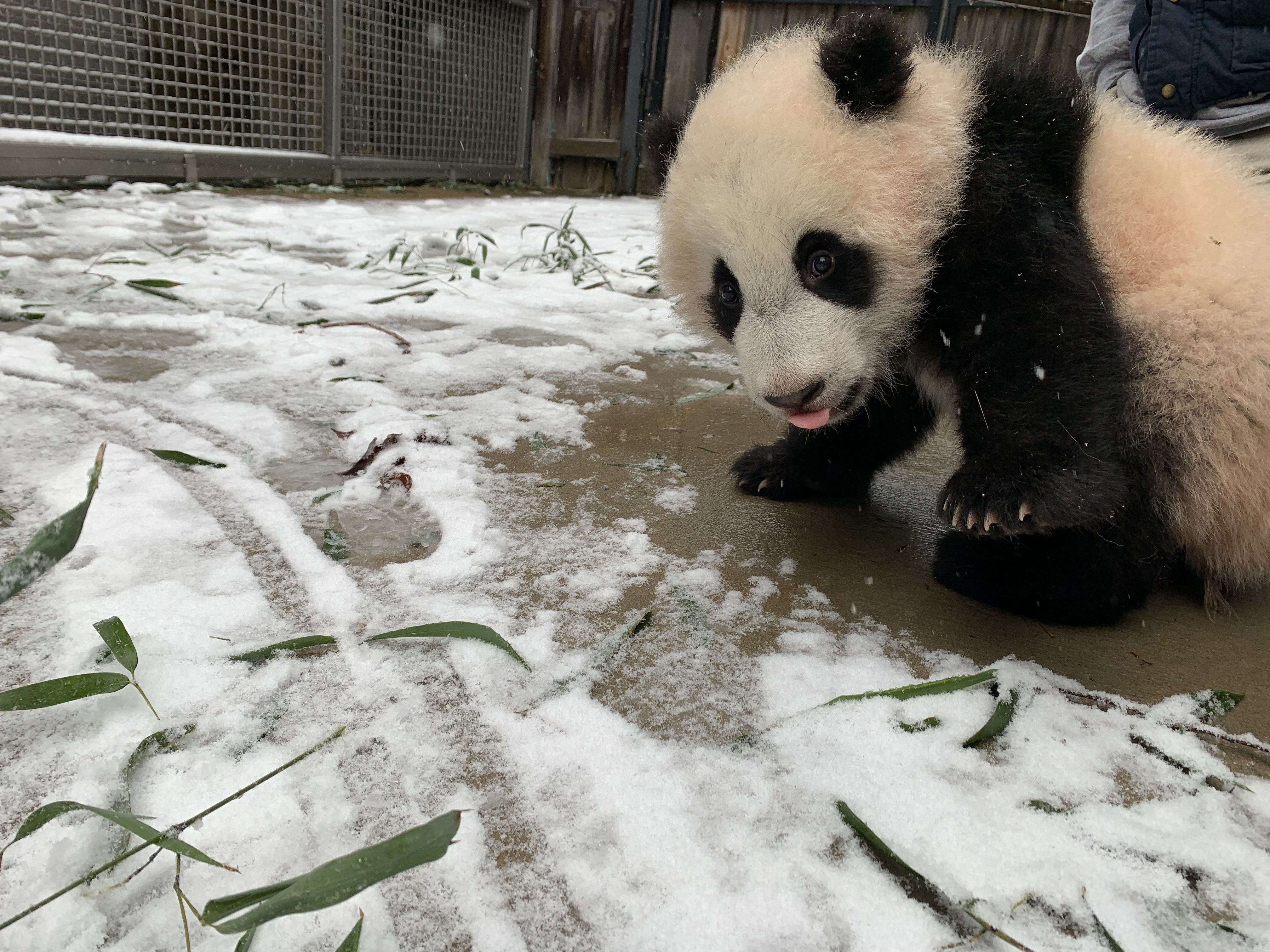 panda gigante