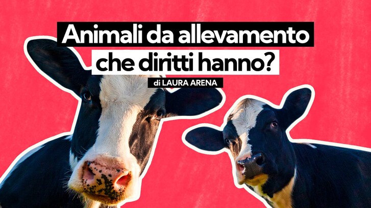 Allevamento, leggi nazionali e internazionali