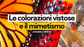 mimetismo animale
