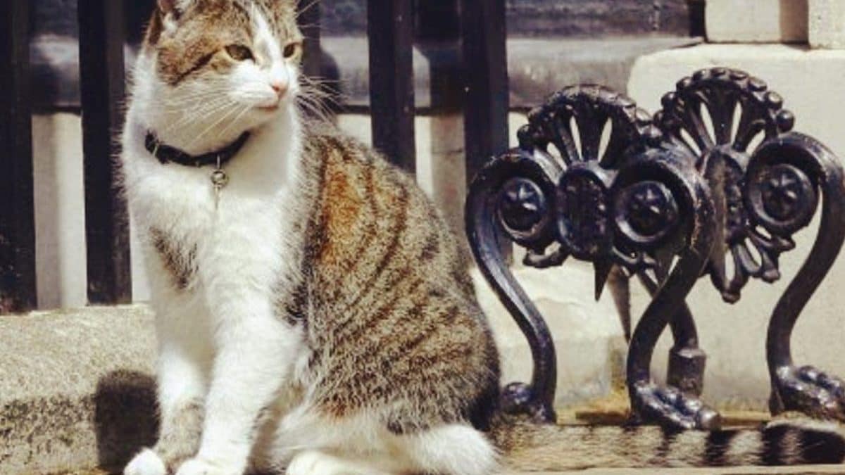 gatto Larry
