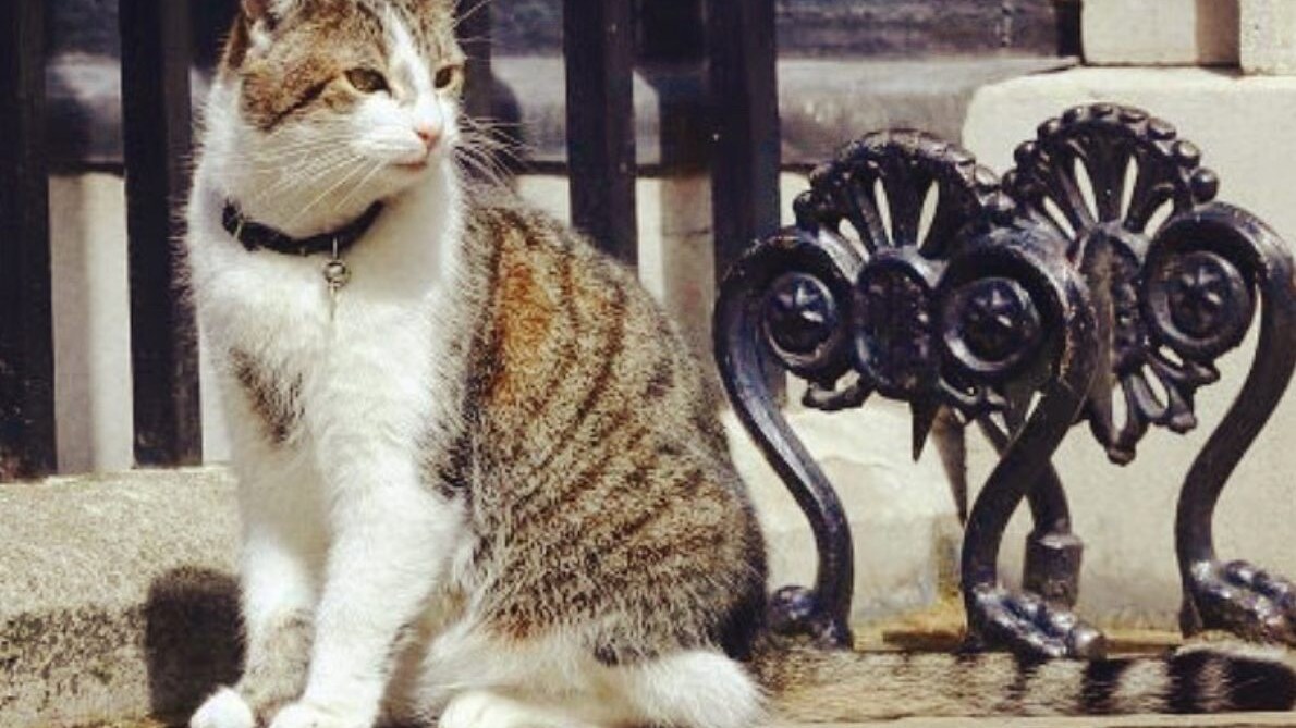 gatto Larry