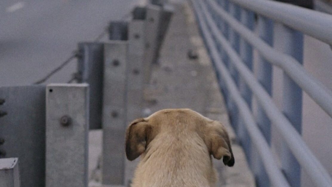 Stray, randagi