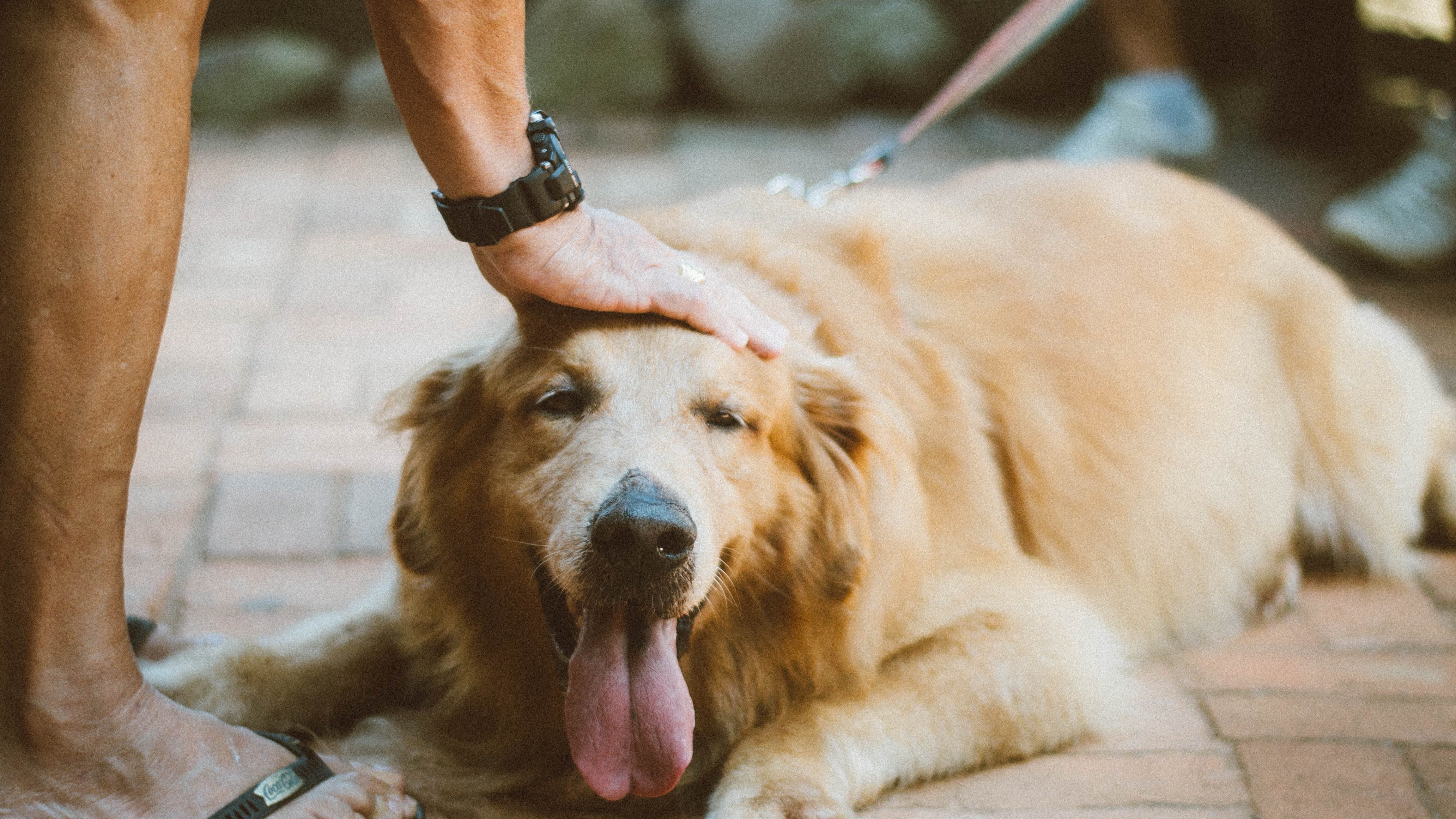 Come calcolare l'età del cane in anni umani