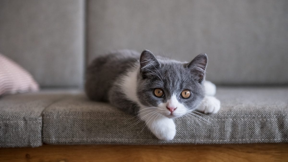 gatto