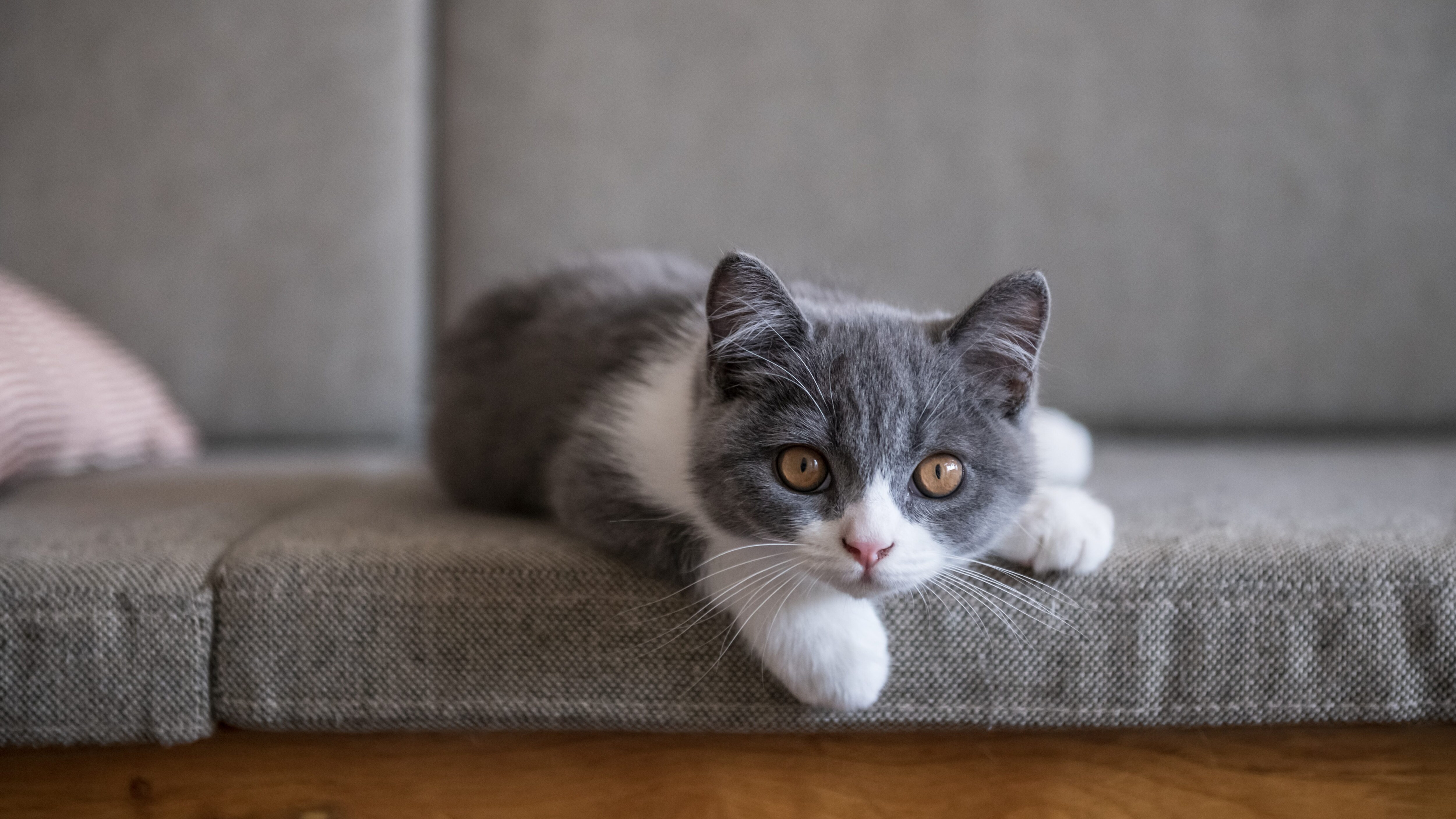 gatto