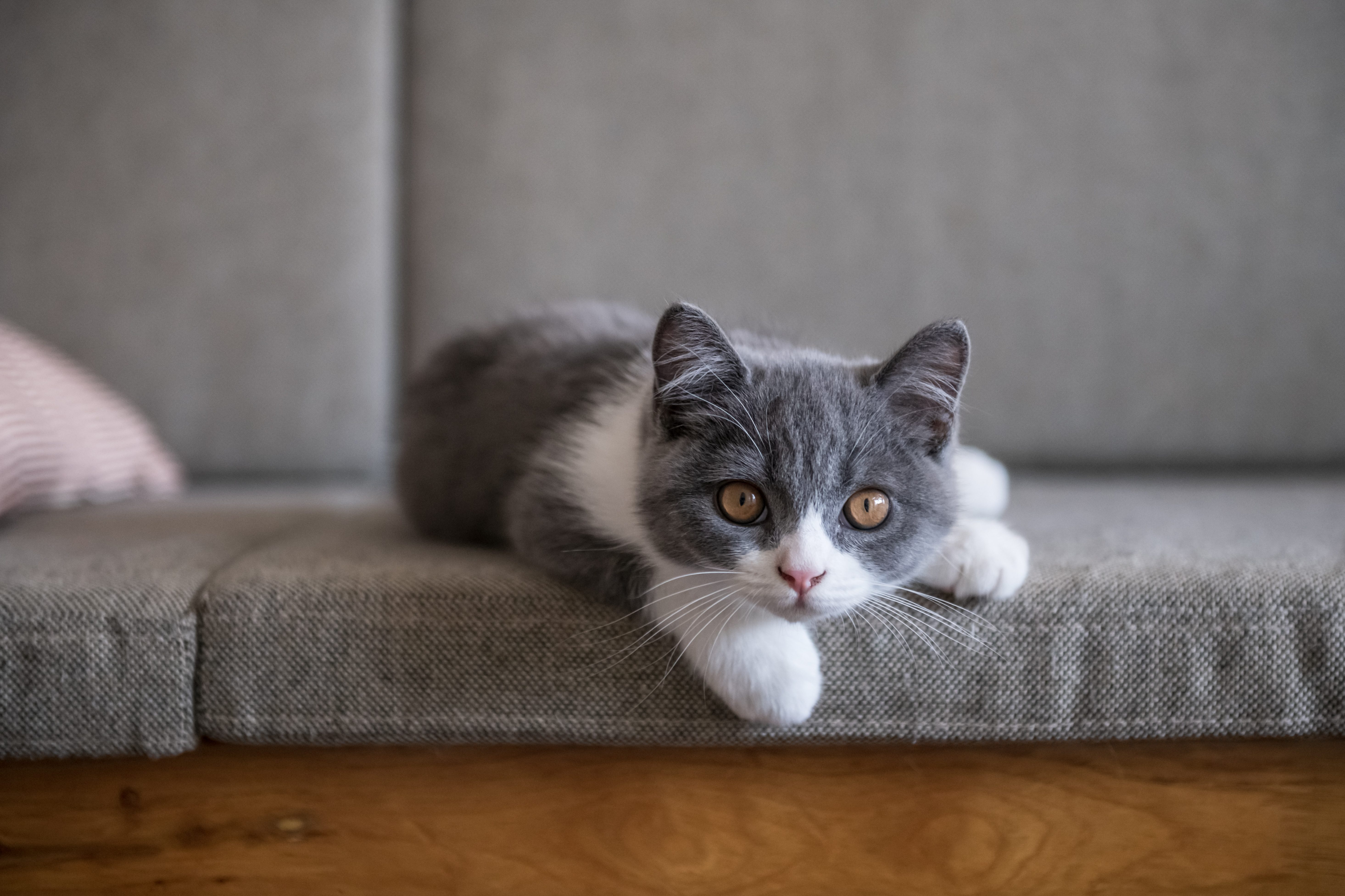 gatto