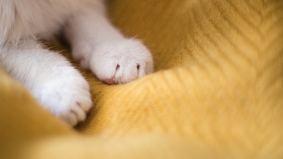 "Fare la pasta", gatto