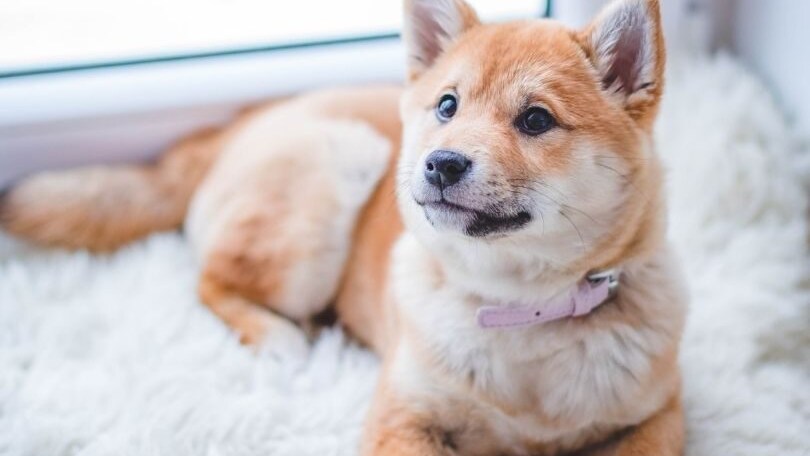 nomi per cane femmina