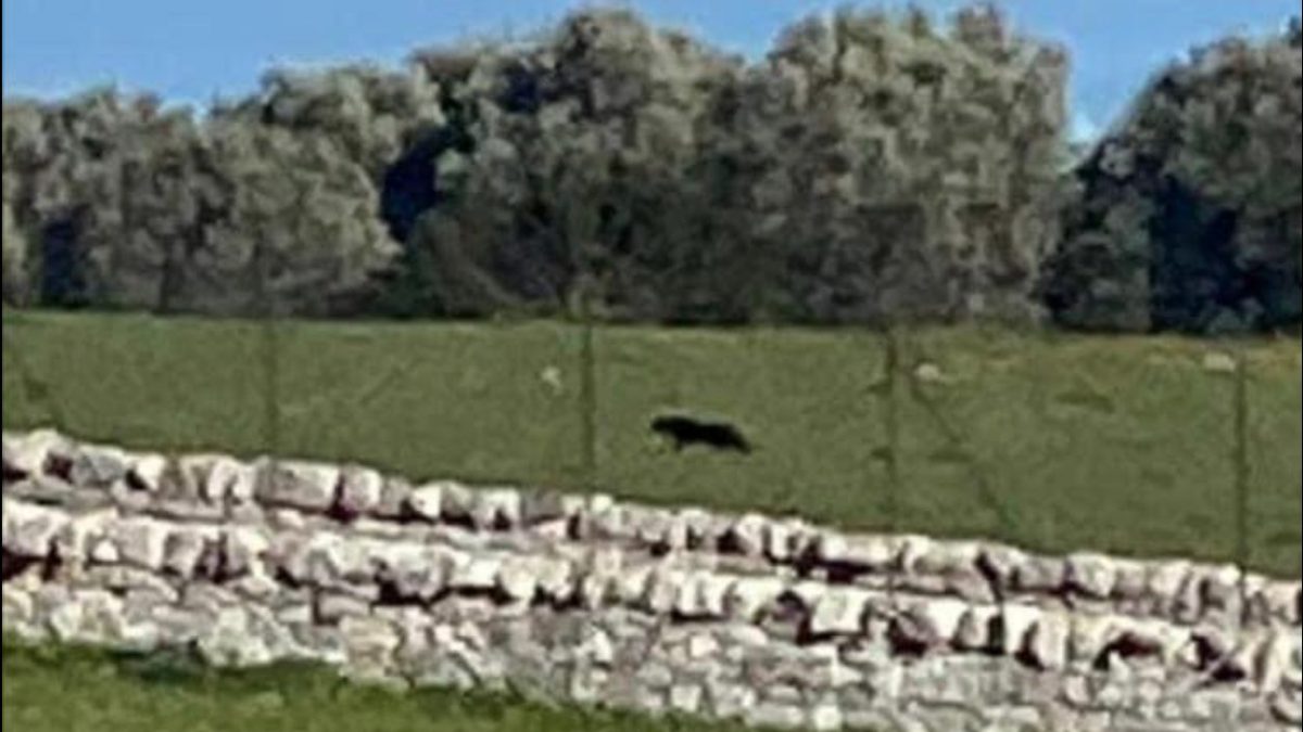 pantera nera