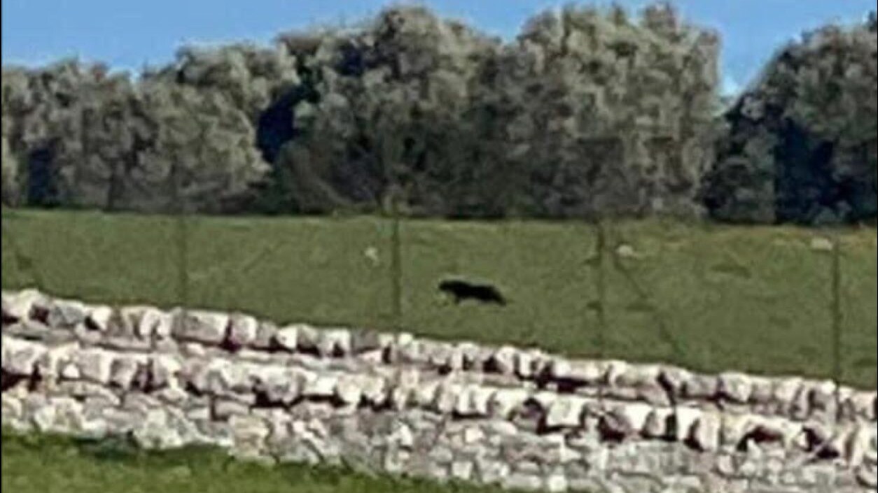 pantera nera