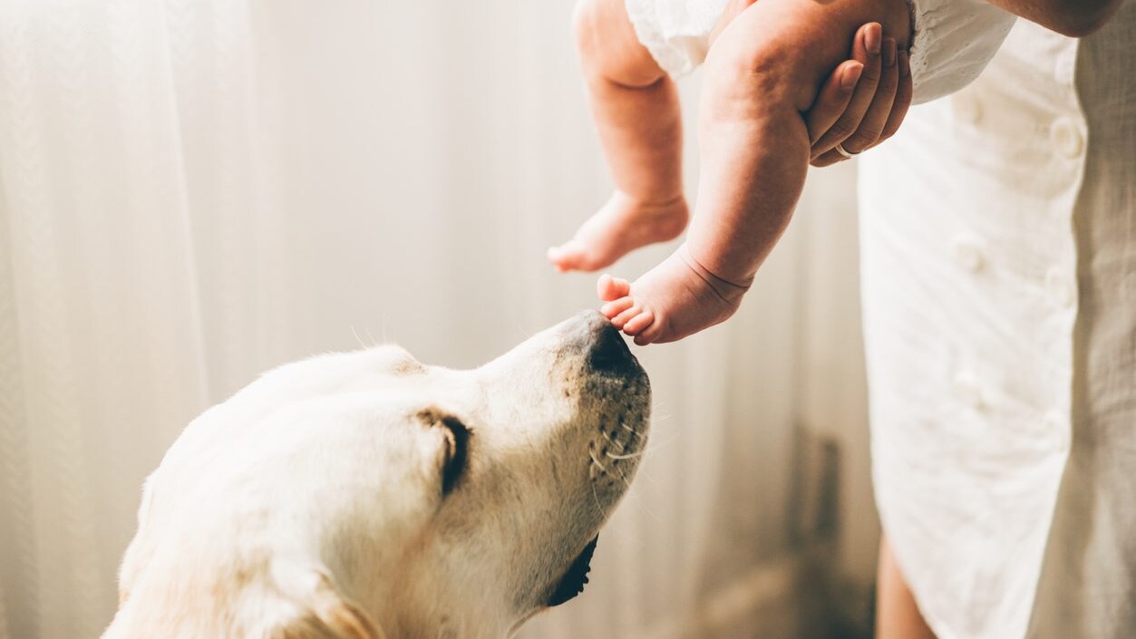 Cane e bebè