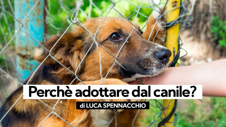 Immagine