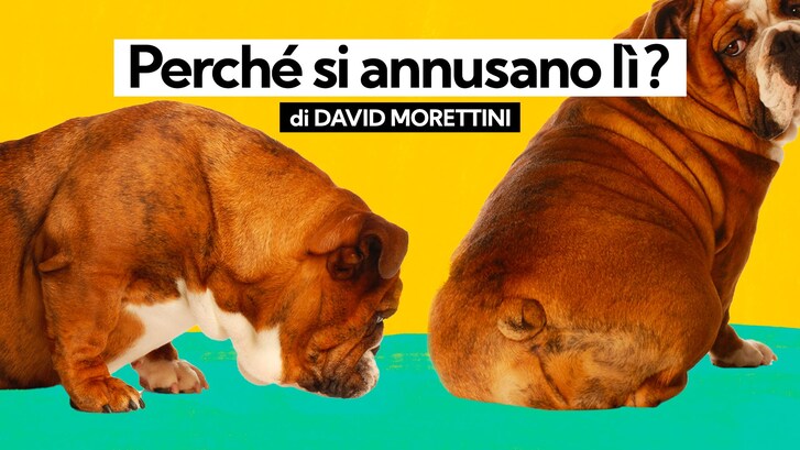 Immagine