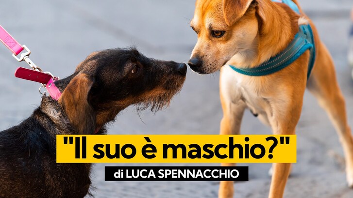 Immagine