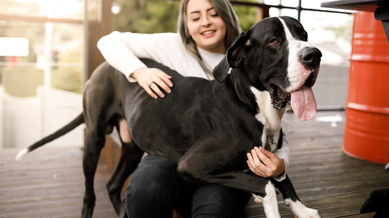 cani più grandi del mondo