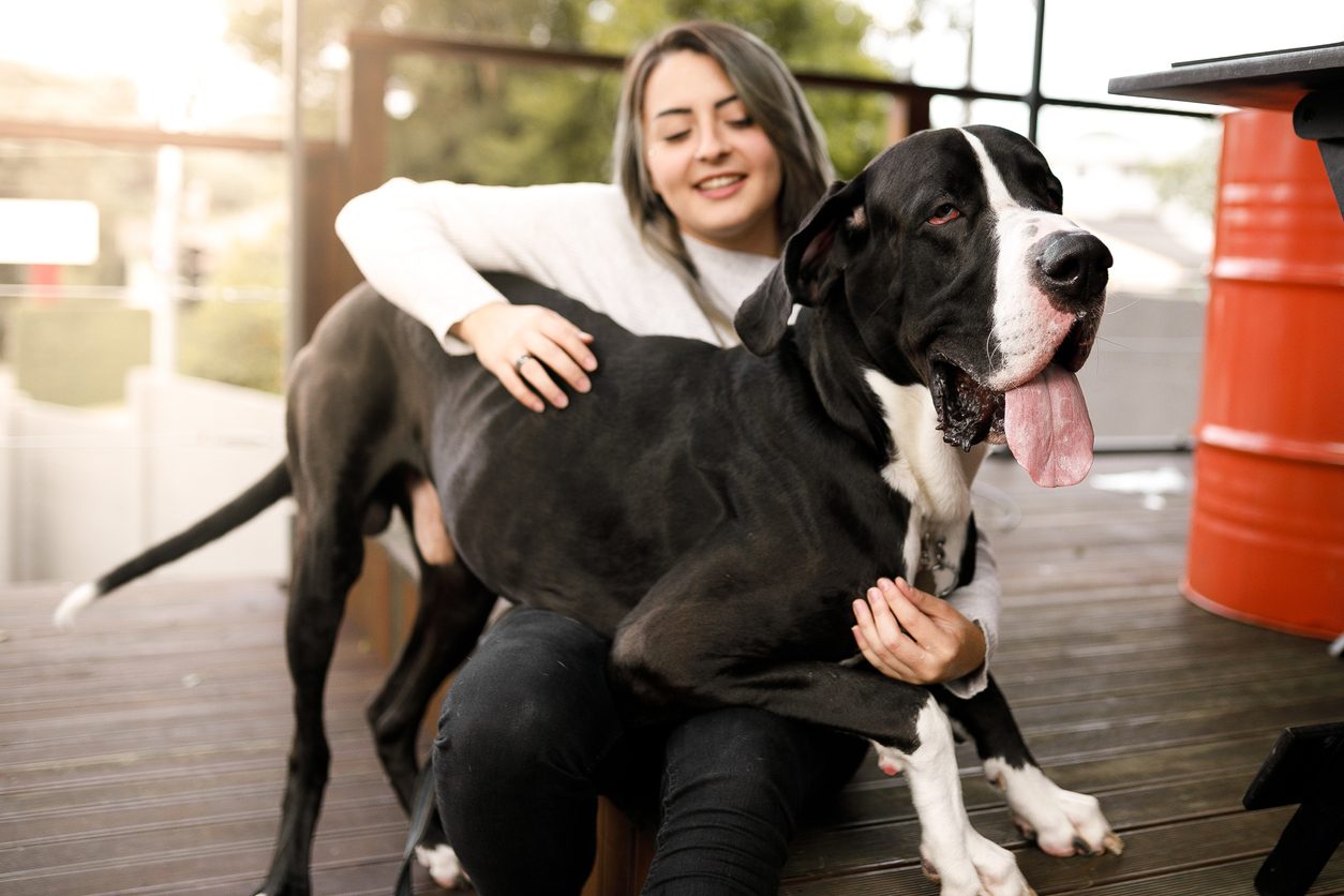 cani più grandi del mondo