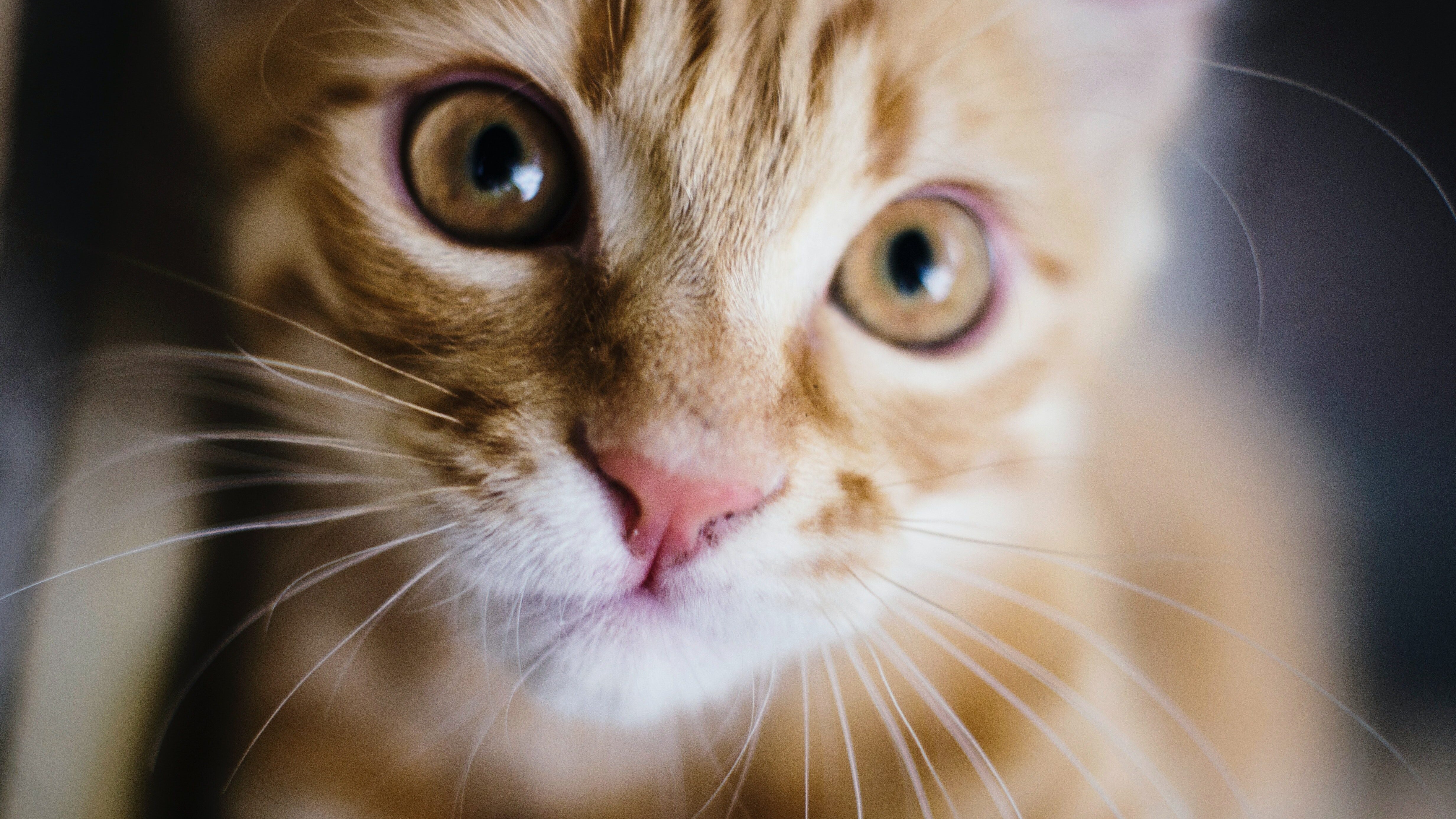 aforismi sui gatti