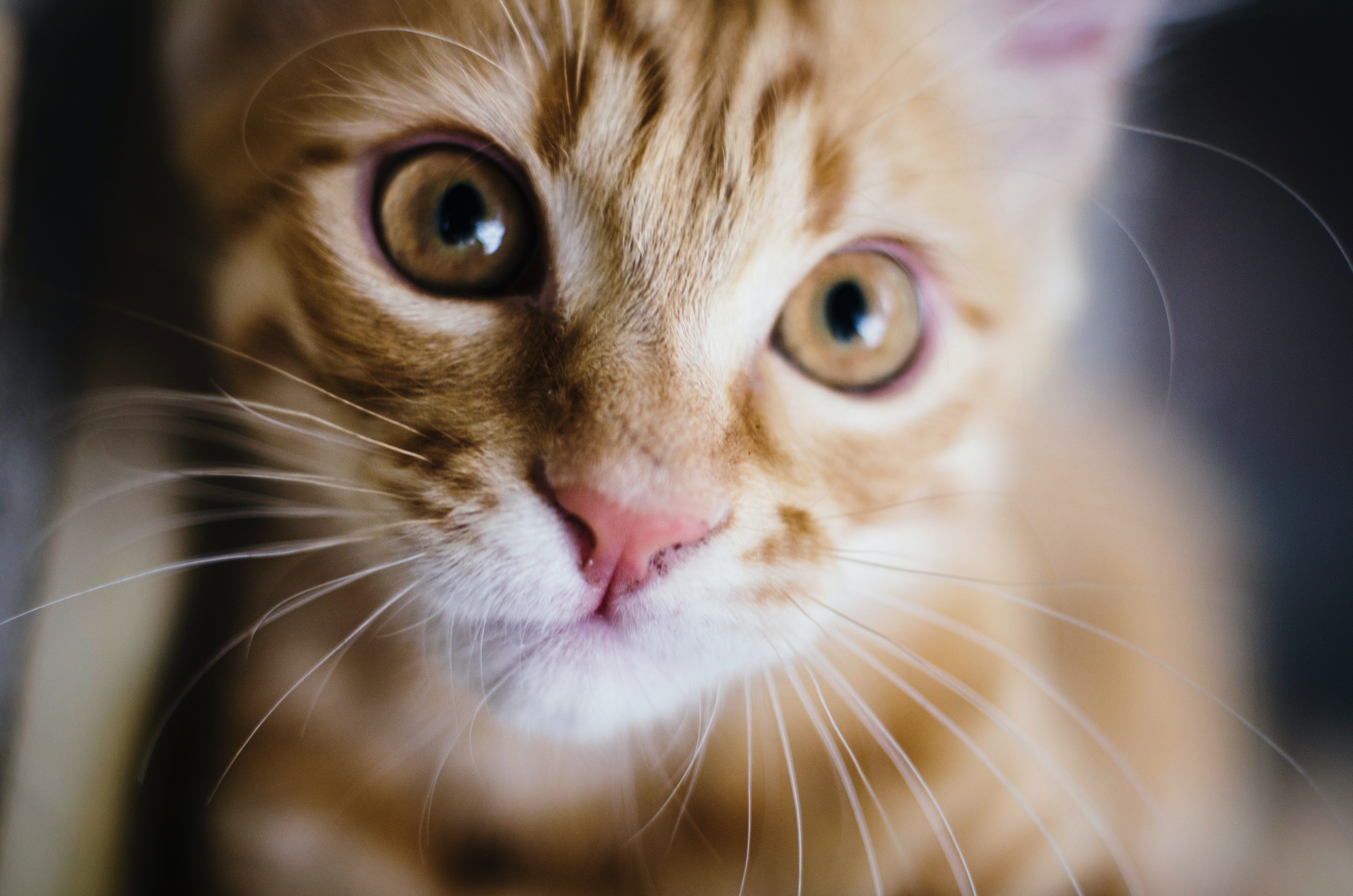 aforismi sui gatti