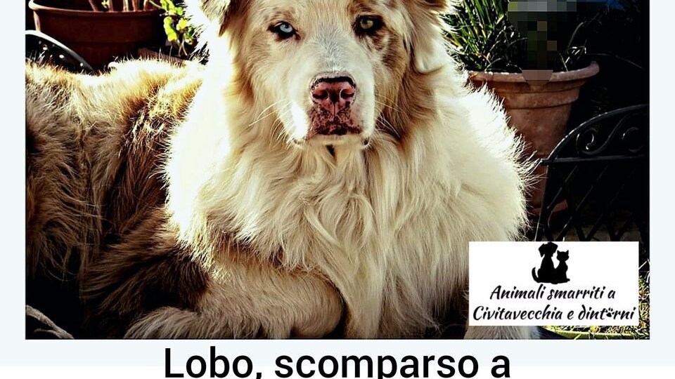 Immagine