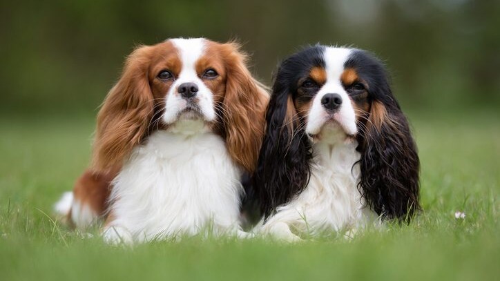 Cavalier King Charles Spaniel