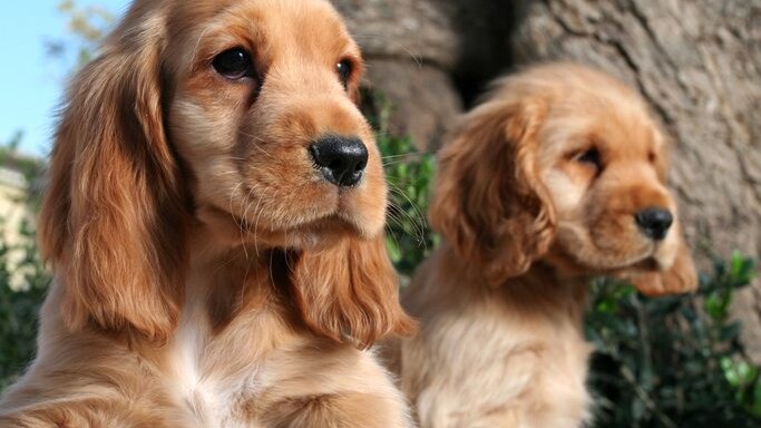 Cocker Spaniel inglese