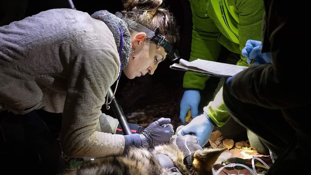 Applicazione del radiocollare a Sirio