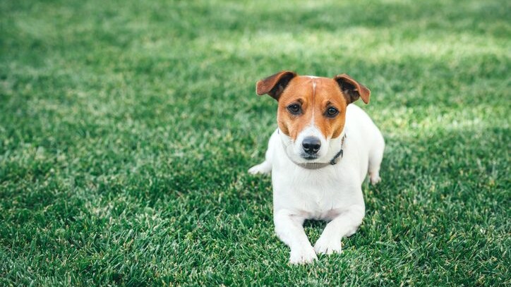 Jack Russel Terrier
