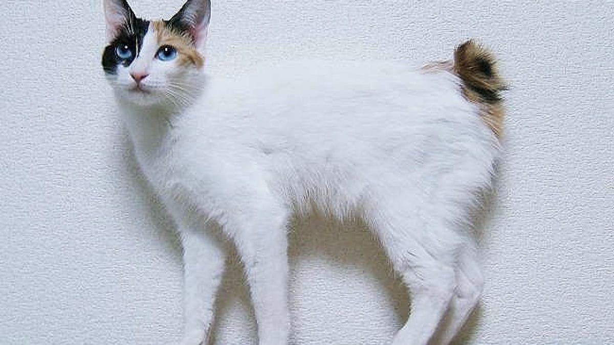 Gatto bobtail giapponese