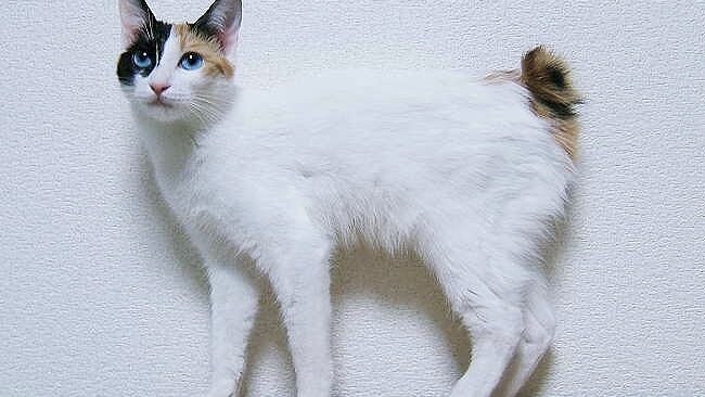 Gatto bobtail giapponese