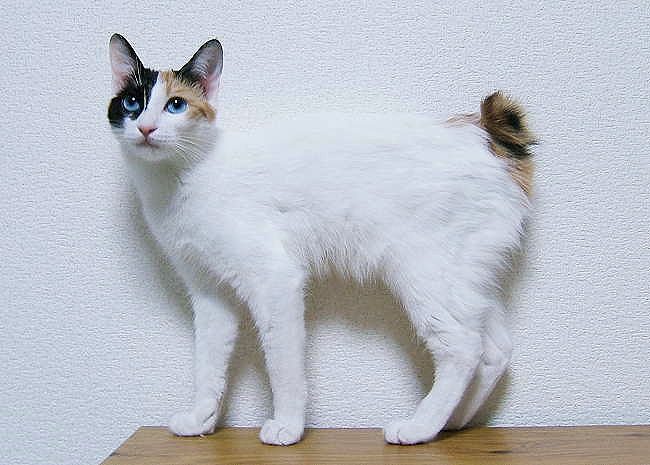Gatto bobtail giapponese
