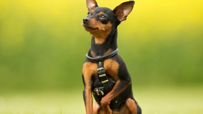 Pinscher nano