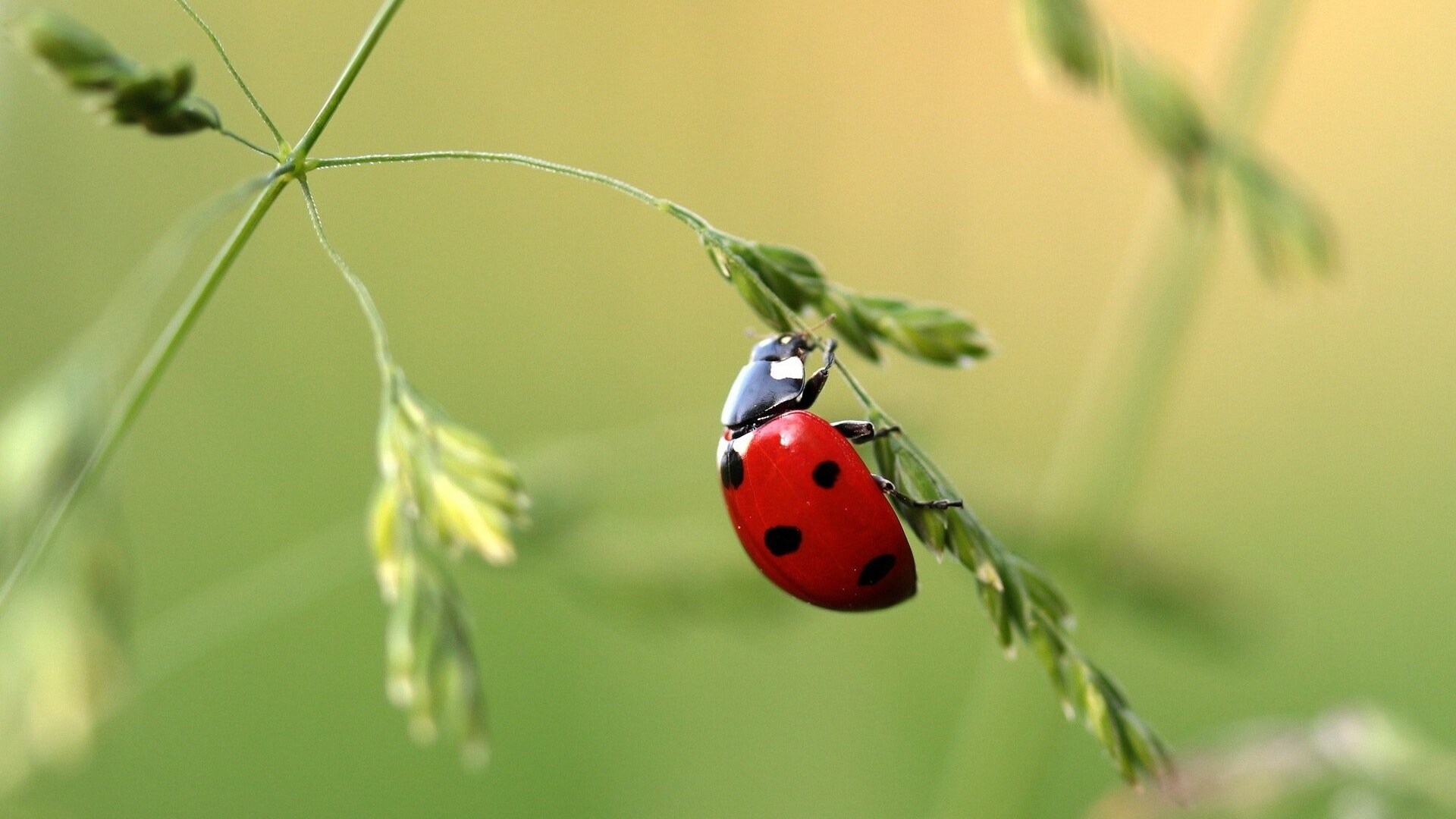 cosa mangiano le coccinelle