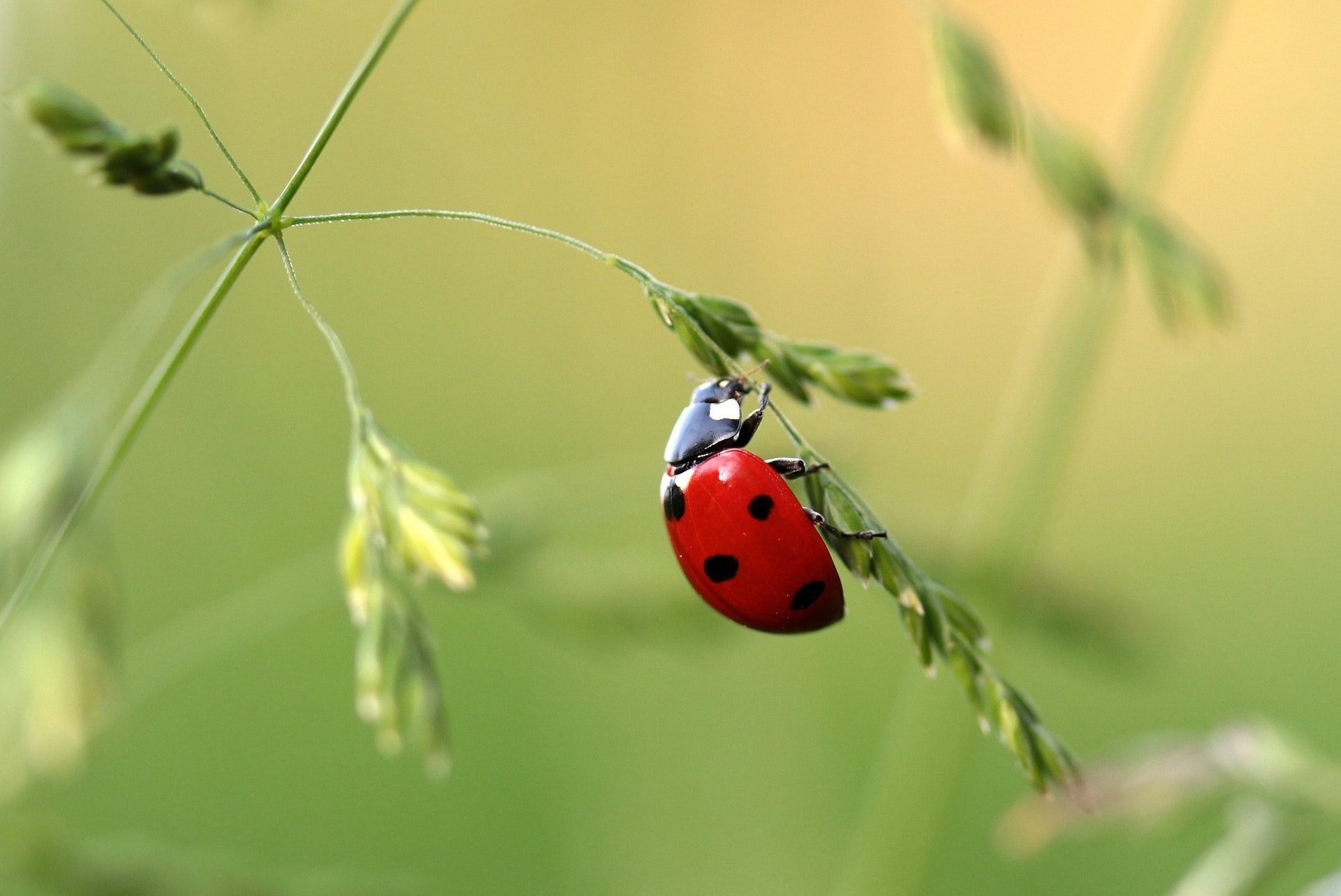 cosa mangiano le coccinelle