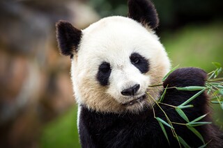 Peluche Gigante Panda Gigante - Morbido Animaletto Domestico Giocattolo Nuovo