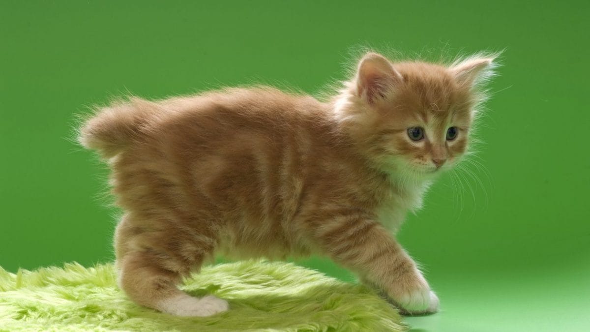 Gatti senza coda