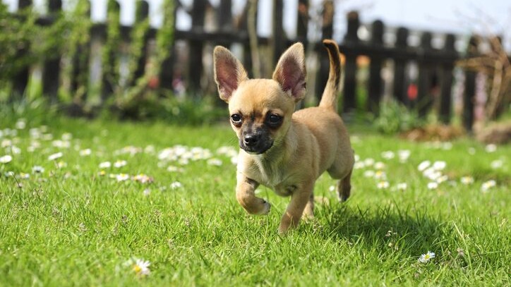 Chihuahua