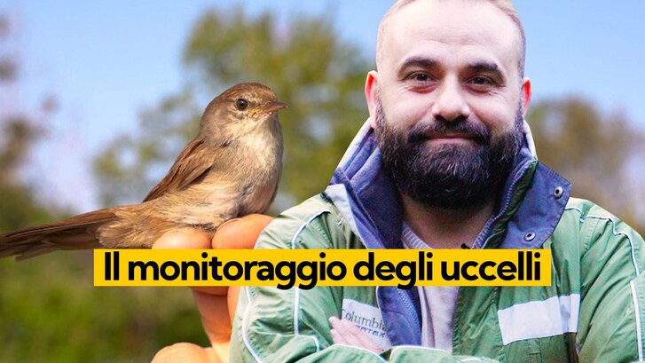 Immagine