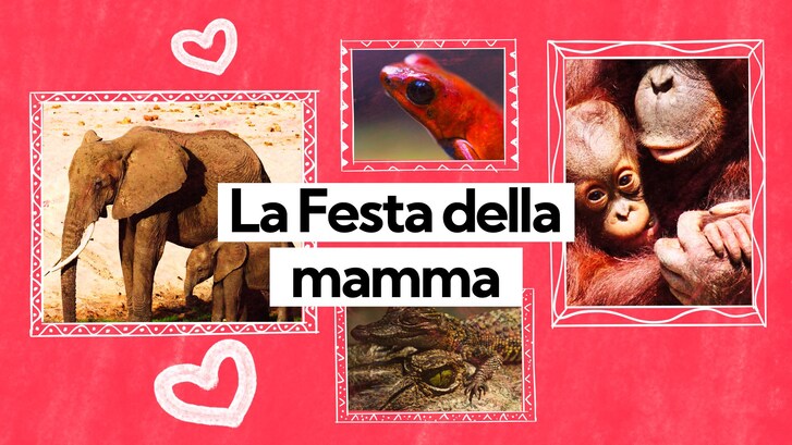 Immagine