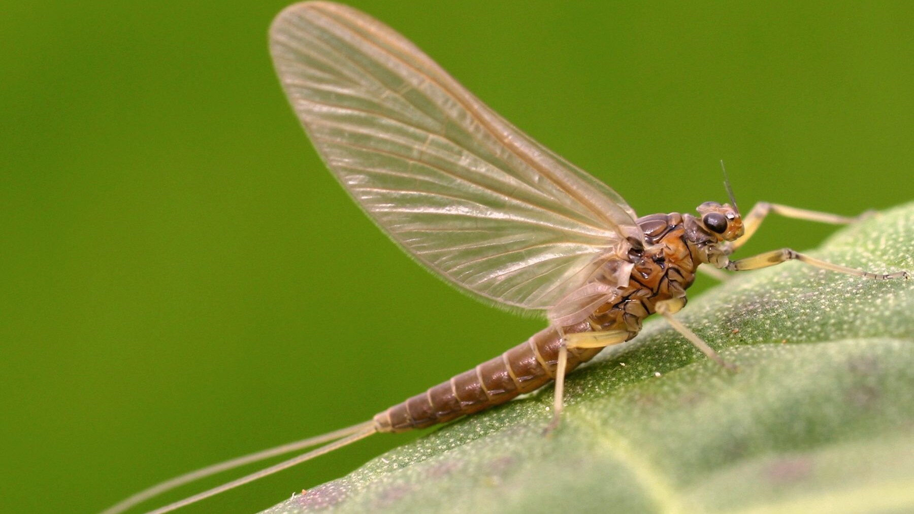 effimera
