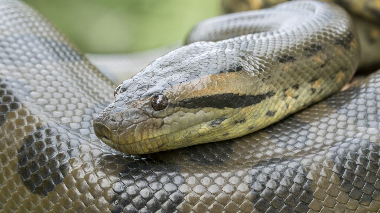Anaconda