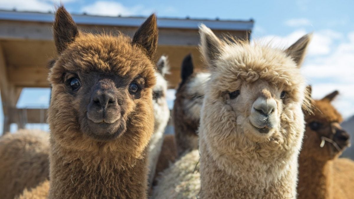 Alpaca