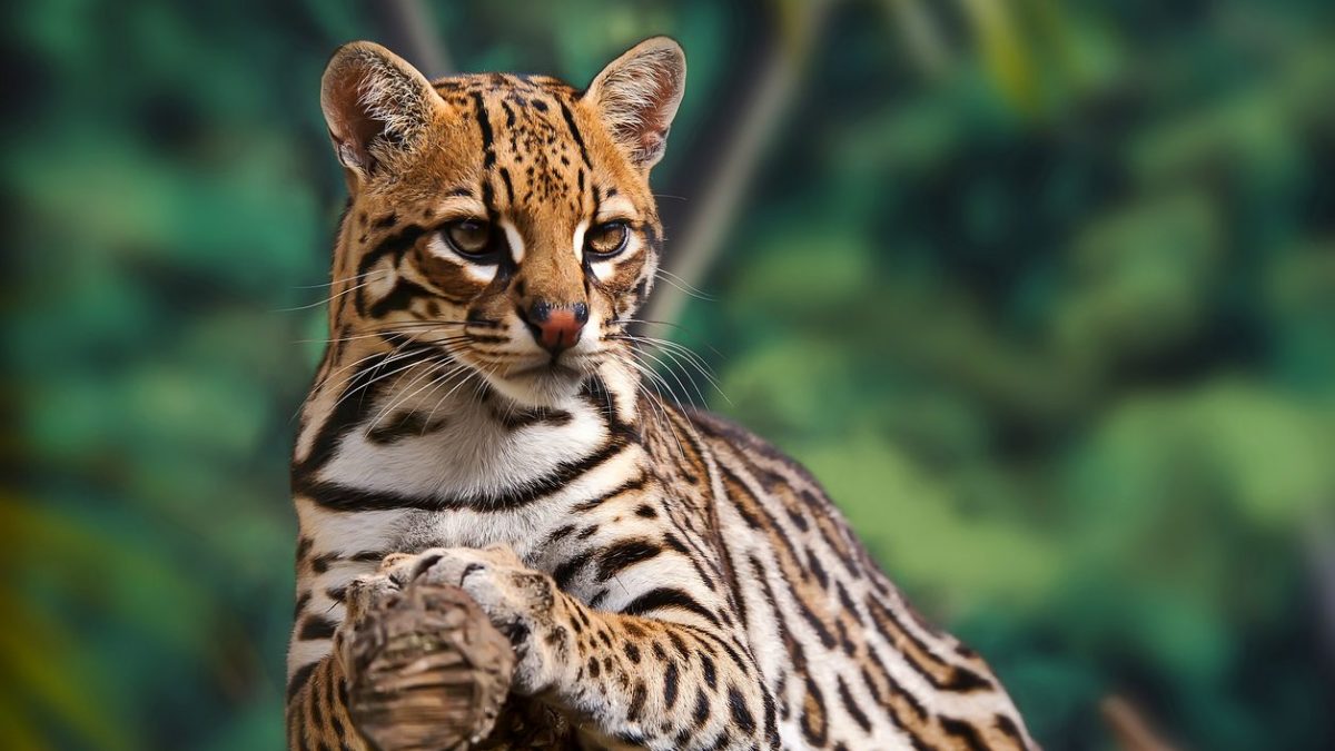 ocelot